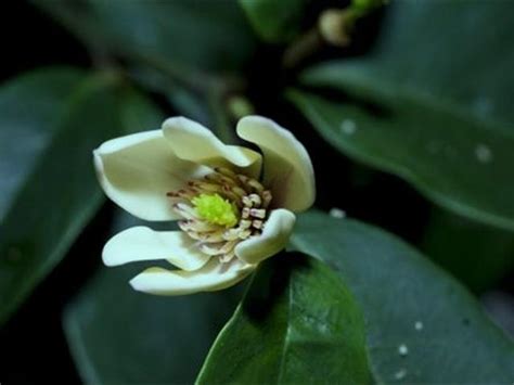 含笑花種植|含笑花種植常見問題